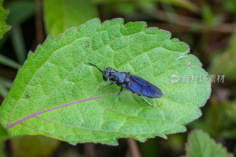 黑兵飞，(Hermetia illucens)，黑兵飞。